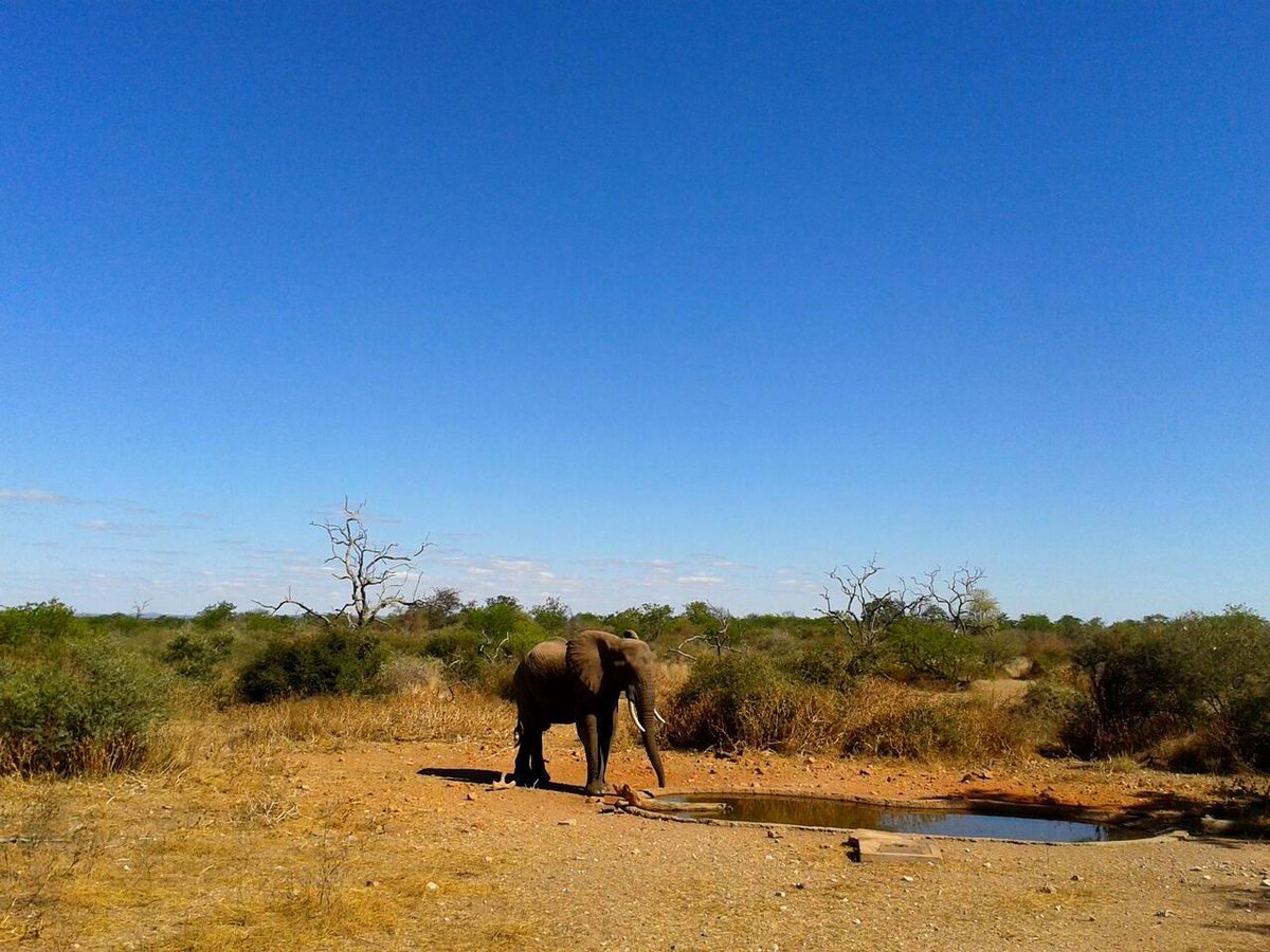 MotseBotswana's tweet photo. This #Elephant spent the entire morning eating in the bush, then decided it was time to drink! #waterhole #wildlifeEncounters #GoProshots https://t.co/m6fJaKxYor