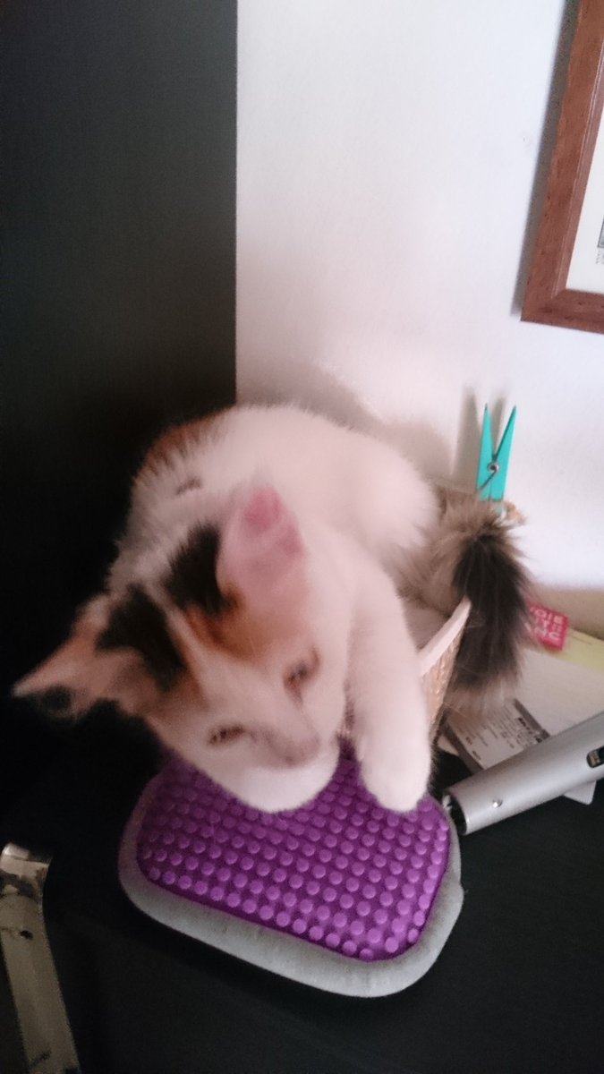 Видя, че се обувам и седна върху ключовете ми, за да не мога да ги взема 🐱