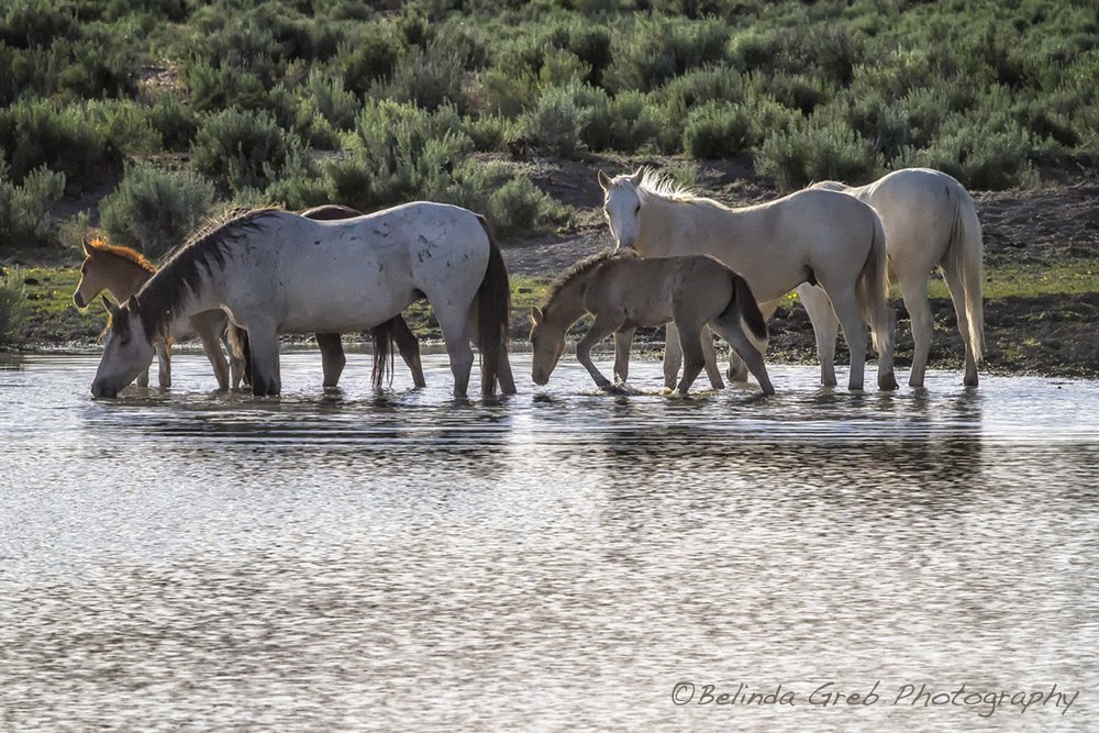 BelindaGreb's tweet photo. Watch a band of wild horses for an hour; you'll see complex social &amp; emotional interactions. https://t.co/0kqq9X9j8j https://t.co/rKaf1gAqy8