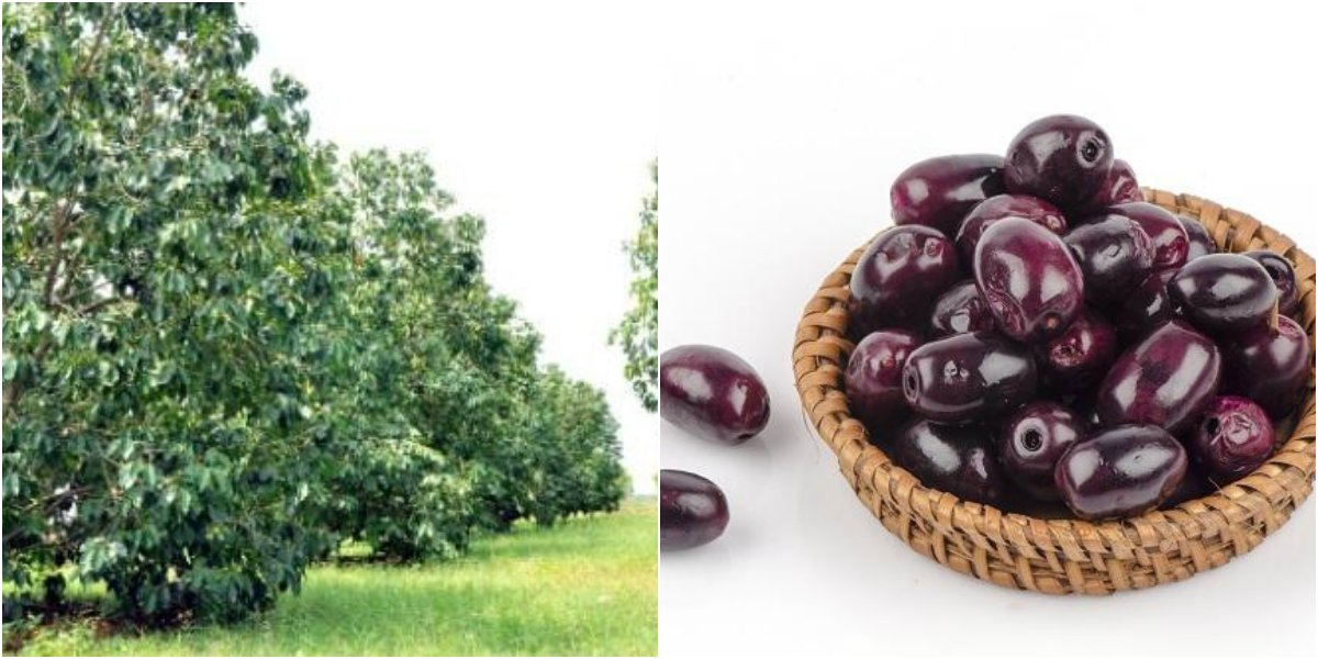 AnandaVikatan's tweet image. சர்க்கரை நோய்க்கு மருந்தாகும், எலும்புகளுக்கு பலம் தரும்... நாவல் பழம்! bit.ly/2rNIPVP 
#Javaplum #Jamun #Freshfruit