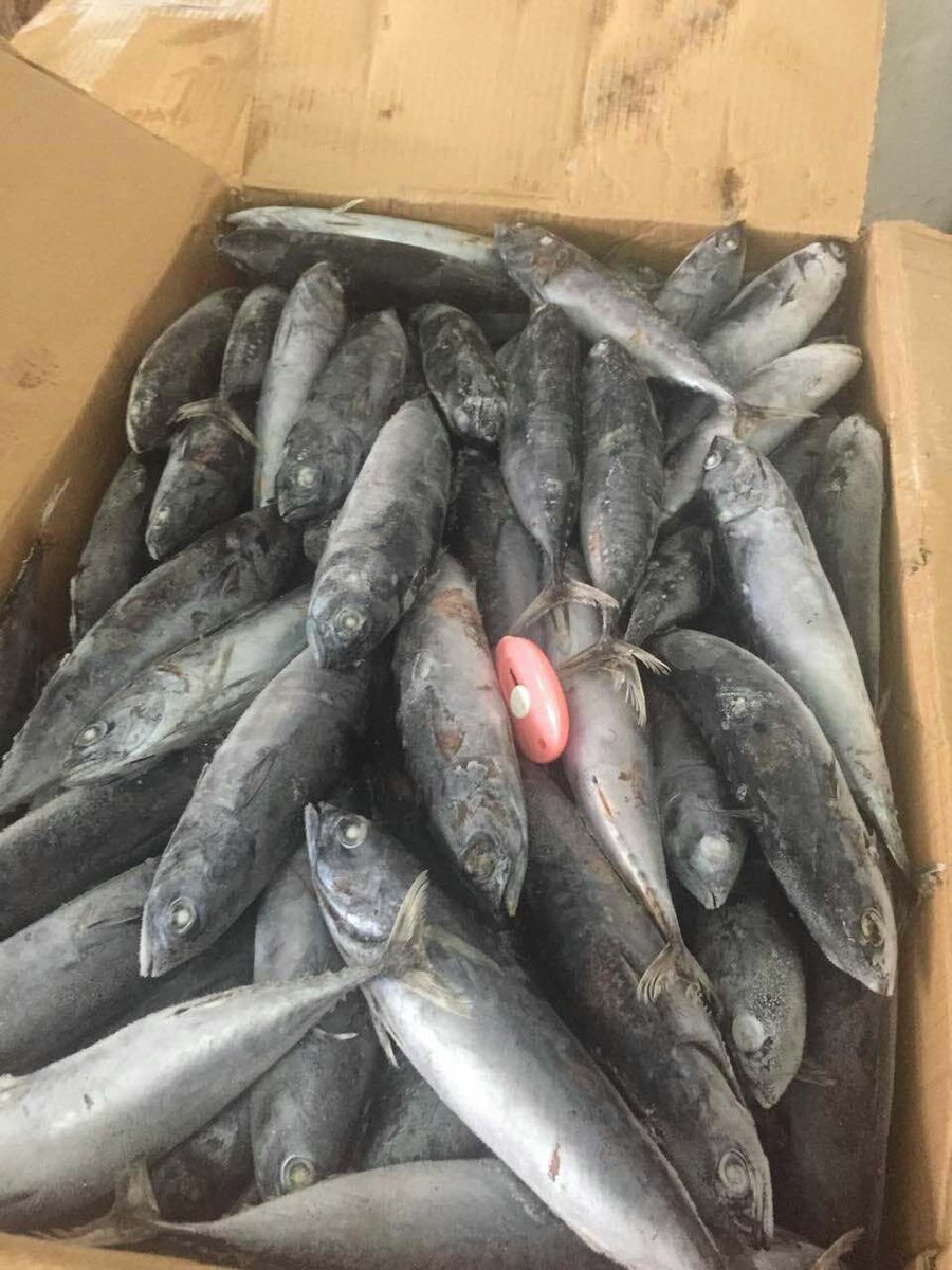DoubleshellS's tweet image. Bonito tuna (Auxis Thazard)，WR
SIZE 150-200
SIZE 200-300
High quality and competitive price~
1-2 container available now!!