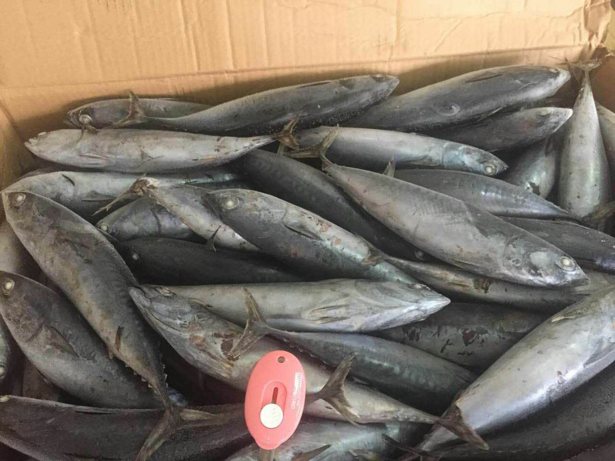DoubleshellS's tweet image. Bonito tuna (Auxis Thazard)，WR
SIZE 150-200
SIZE 200-300
High quality and competitive price~
1-2 container available now!!