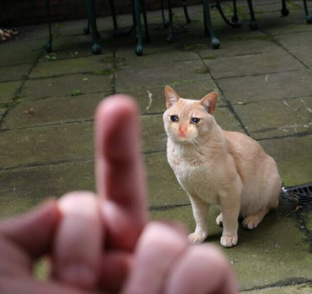 JUSTcatmeme's tweet image. I'm starting to realize that I have some of the greatest twitter followers a Cat could ask for