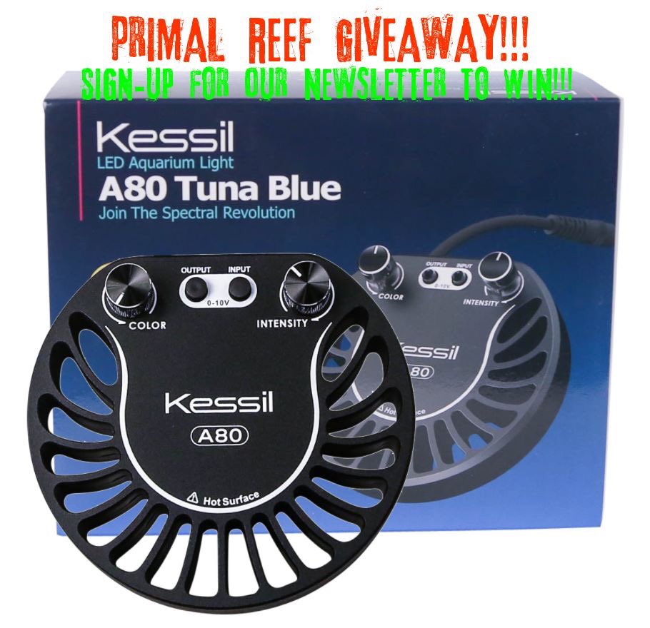 Primal_Reef's tweet image. Sign up for our newsletter at primalreef.com for a chance to win a Kessil A80 Tuna Blue! #aquarium #saltwaterfish #reefaquarium