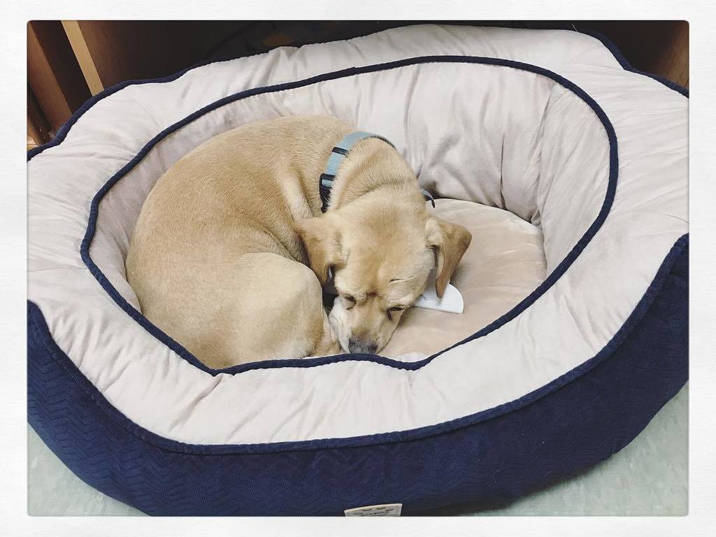 KeystonePet's tweet image. Official dog bed tester. ✅ 
Leo says this one is good to go 💤  #keystonepetplace #mountjoy #mixbreedsofinstagram #petstore