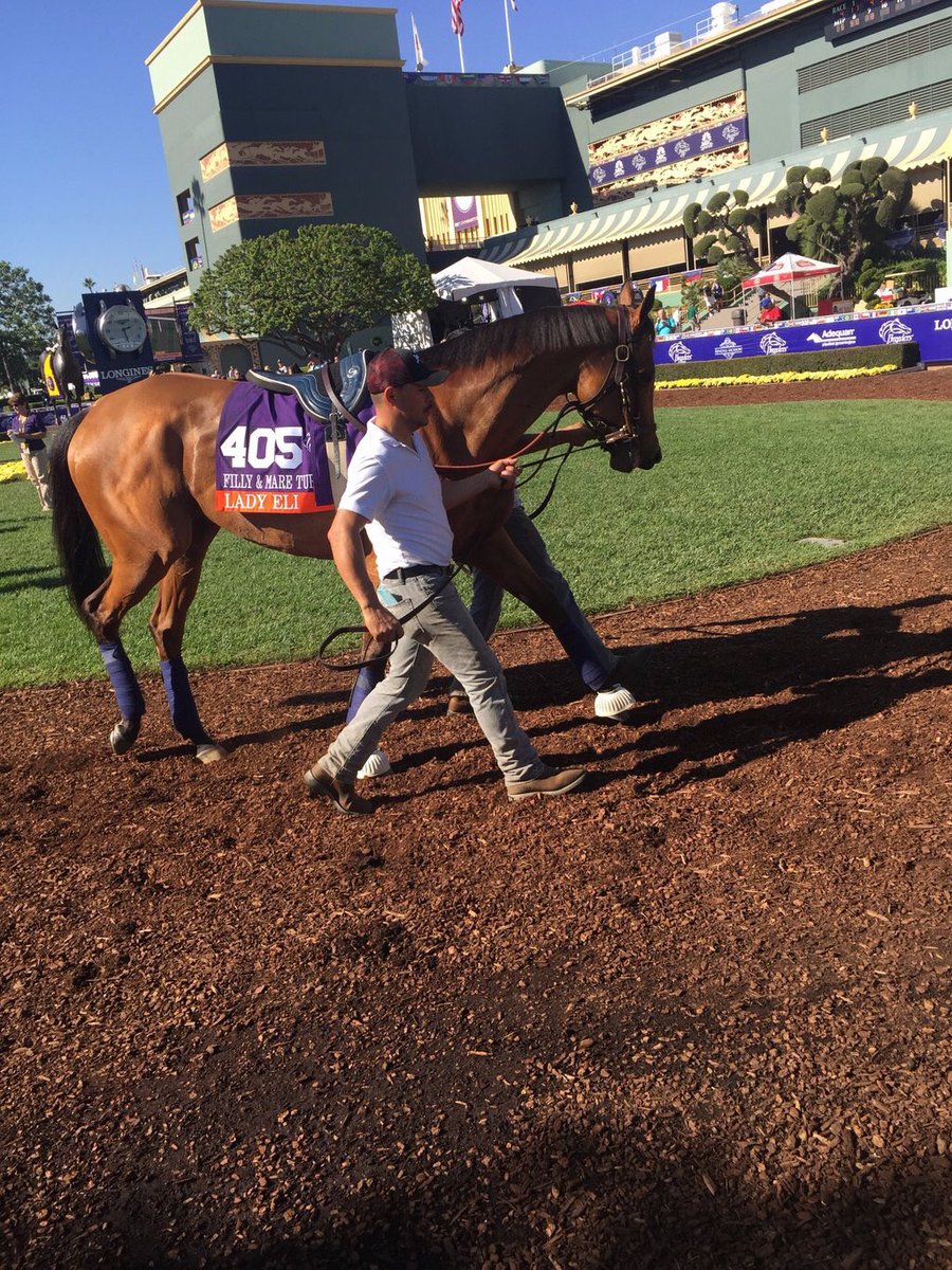 AndAwayTheyJoe's tweet photo. Both over came Laminitis and both won G1s in the last 2 weeks #ladyeli #balabali. https://t.co/kRdKyvad5K