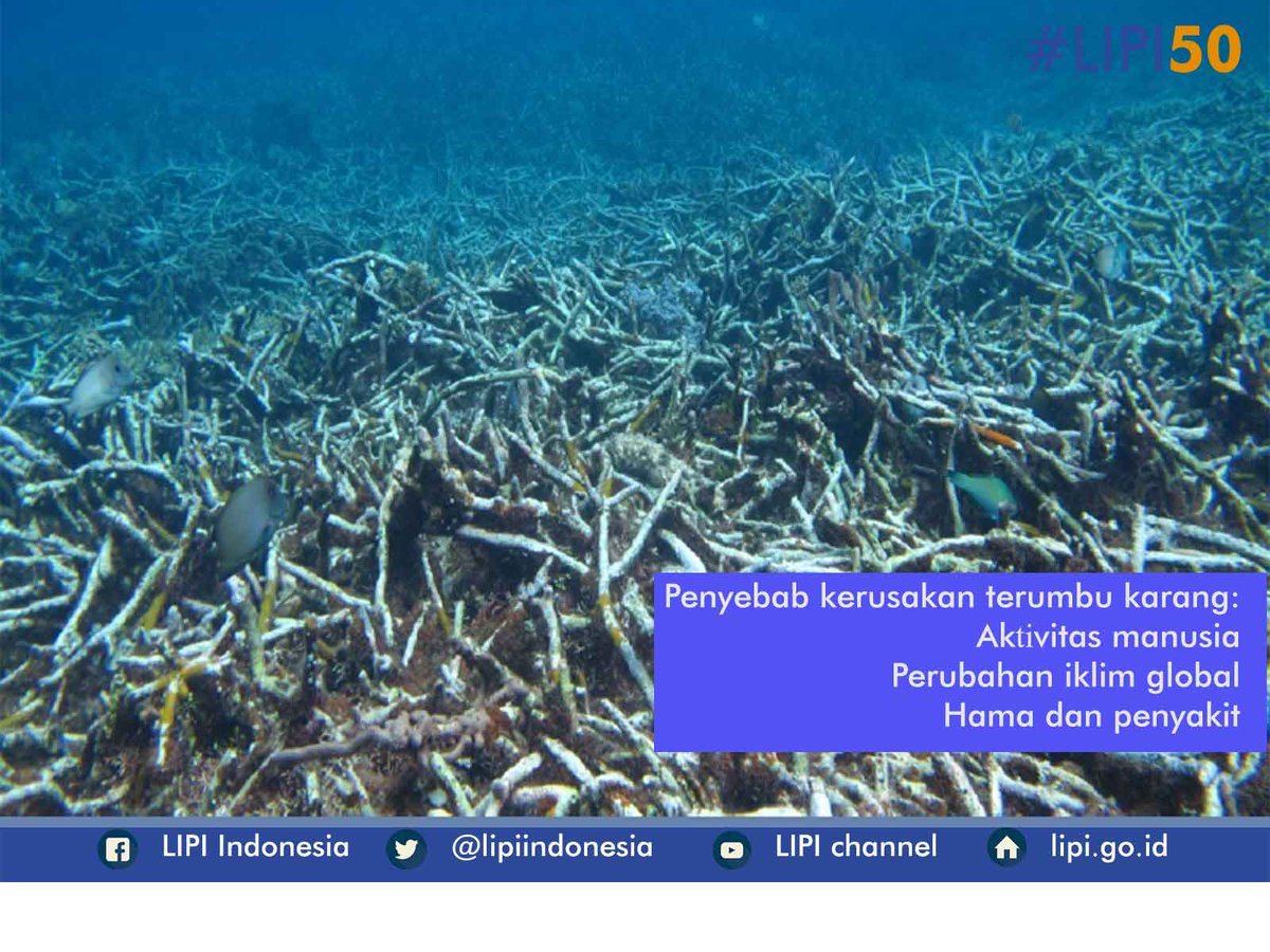 Apa penyebab kerusakan terumbu karang? Jaga bersama kelestariannya atau siap2 ditenggelamkan bu <a href="/susipudjiastuti/">Susi Pudjiastuti</a> #WorldOceansDay #LIPI50