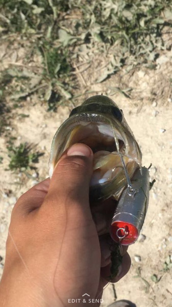 IowaBoys's tweet photo. Even the little guys were munching on the top water popper! https://t.co/be08osLjRe