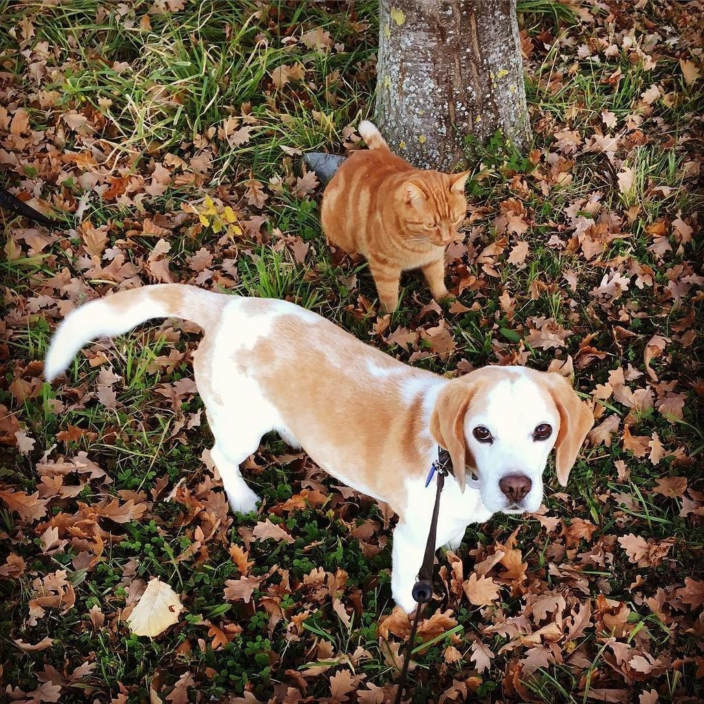 grenow's tweet photo. Pickles the truffle cat is learning the ropes from Rosie (and proving a great distraction in the process). #truffl… https://t.co/JH9qlZpCGV https://t.co/UAWnBnNLY3