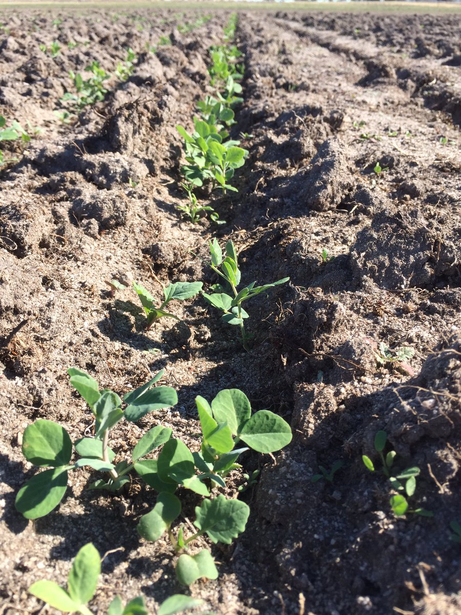 One team thinking long term in the <a href="/DirtSouthern/">SouthernDIRT</a> cropping challenge canola rotation. #Ncredits