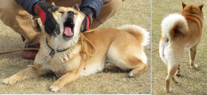 ゴールデンカムイのリュウは柴犬ではなくて北海道犬。柴犬よりも大きくガッシリしてます。写真は以前、北海道犬の作画資料に撮影させて頂いた虎徹くん。かわいい肛門です。 https://t.co/nB0PHFjhWv