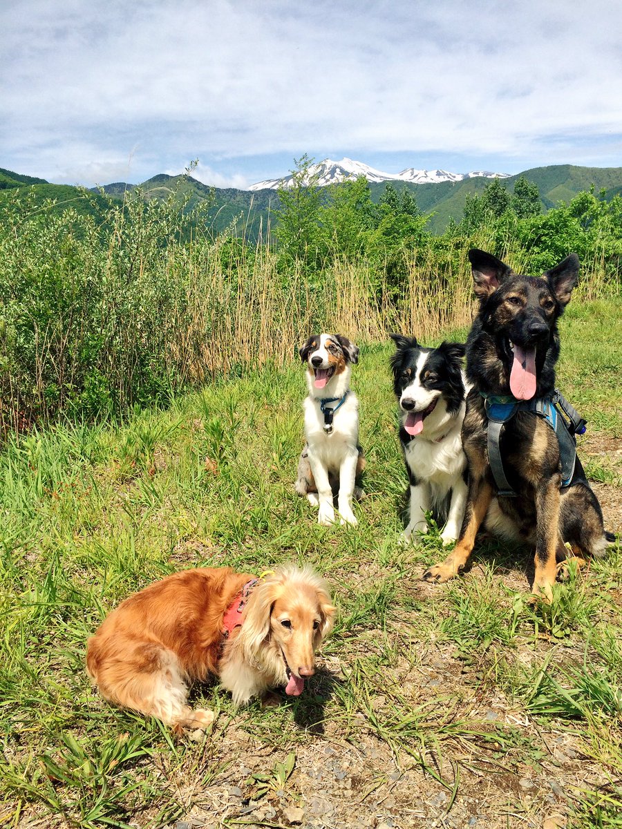 Hiro みんな嬉しそう 楽しそうで 犬達ってやっぱり自然が好きなんだな って ビーグルのピートやシェルティのヒデの頃からずっと実感してる 犬連れの方ともチョクチョク会った オーストラリアンシェパードを初めて見たとのボーダー連れの方にソアレ