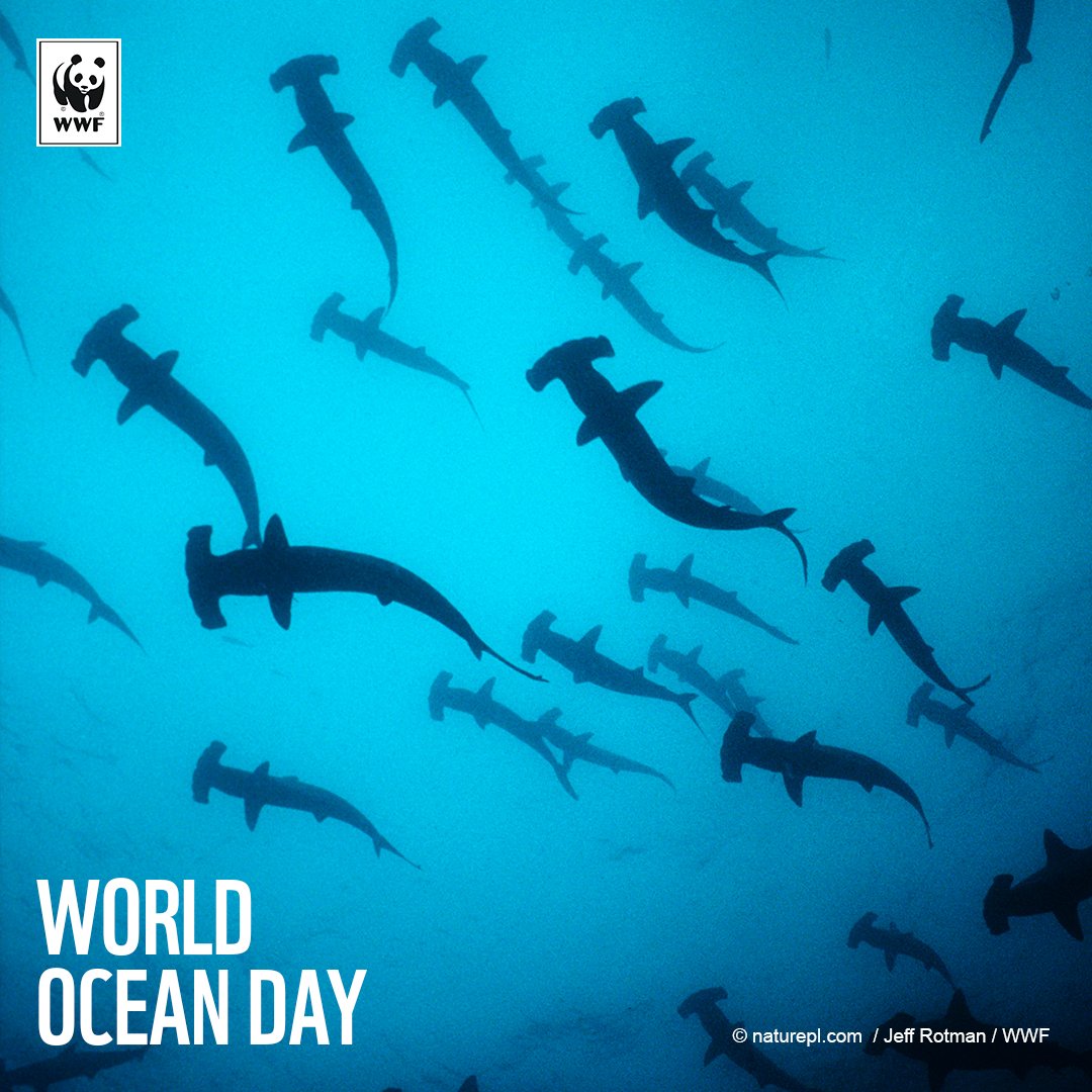 marinebuddies's tweet photo. Happy #WorldOceanDay, buddies! Kamu tetap cinta laut kita, kan? #TemanTamanLaut https://t.co/xBWA4ufDPN