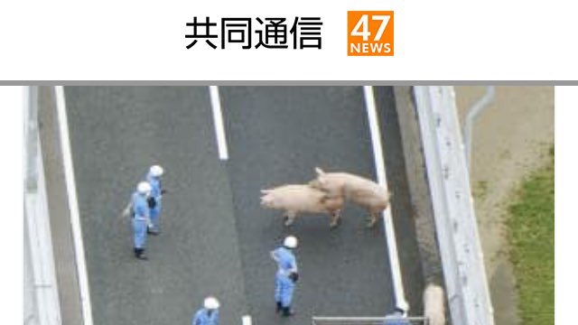 ありえい 高速道路上でまさかの豚交尾ww ありえい 高速道路上でまさかの豚交尾ww
