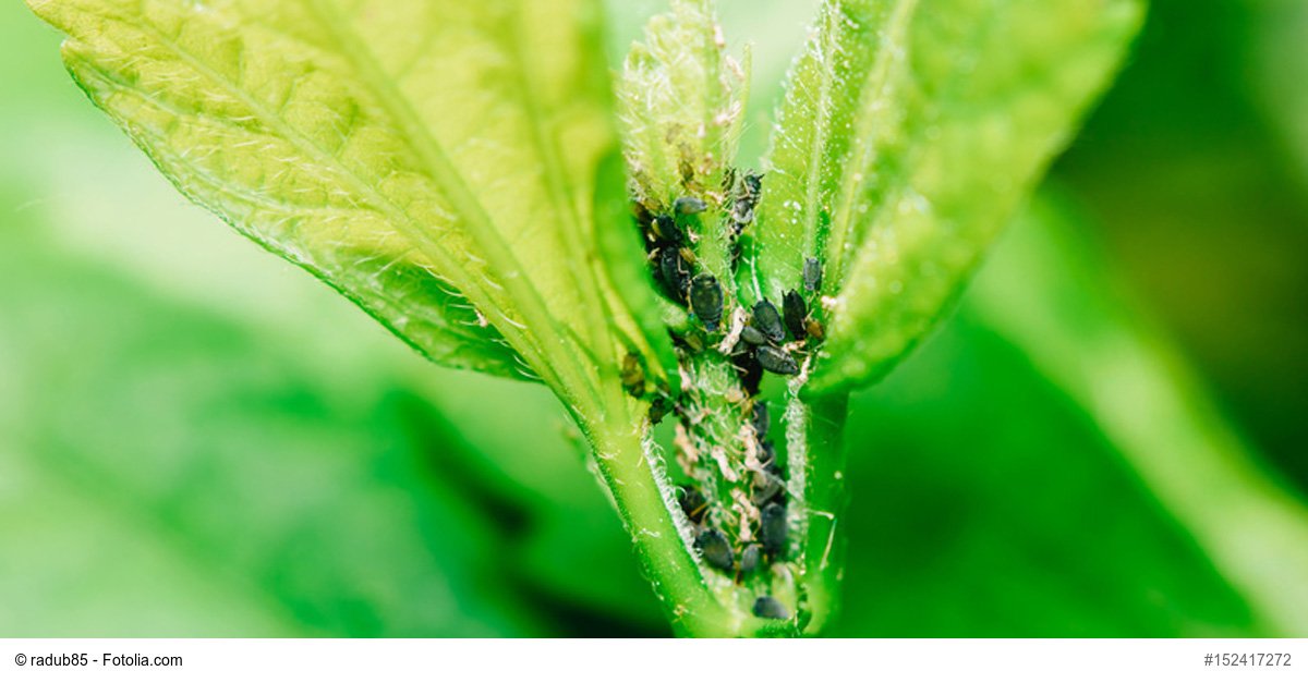 Verbraucherzentrale On Twitter Schadlingsbekampfung Im Garten Besser Ist S Mit Klebefallen Und Pheromone Statt Gift Https T Co 7cpydbbndo Schadlinge Https T Co Staeql0unx