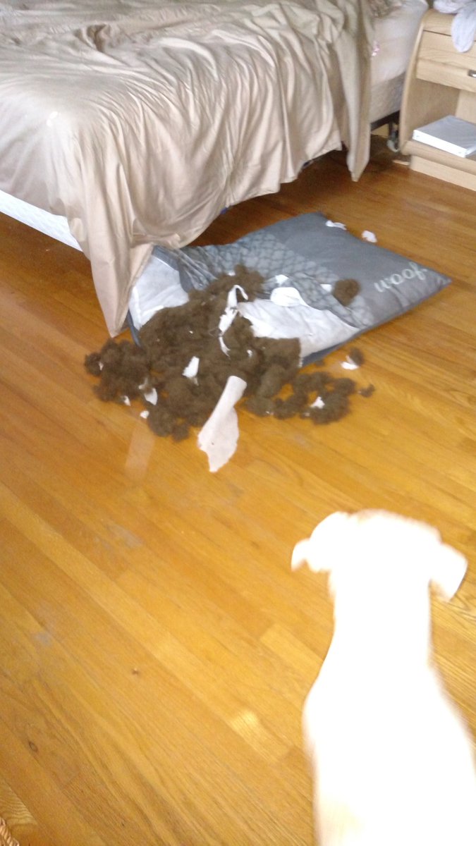 HeatherMoura's tweet photo. cesarmillan, I need advice please. this only happens when I am getting ready for work. I don't know what else to do. Please help https://t.co/MuU0vsoITe
