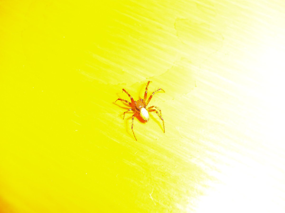 GereonKalkuhl's tweet photo. Spider in the tent. Dinner at #Wikimania2016 - what animals will we encounter in the urban surroundings of #Wikimania2017 ? https://t.co/p5sriwA0V9