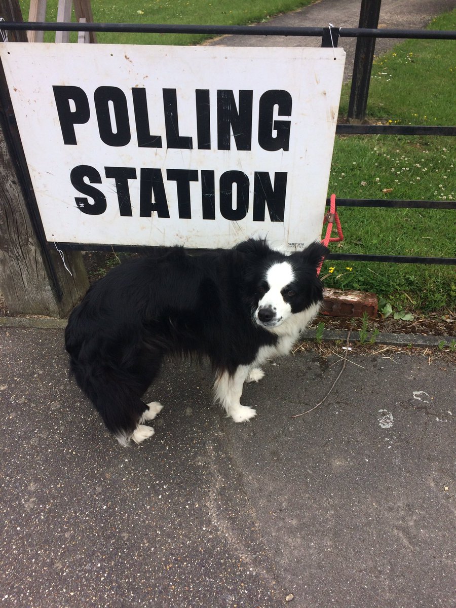 Zenna looking a little confused. #dogsatpollingstations