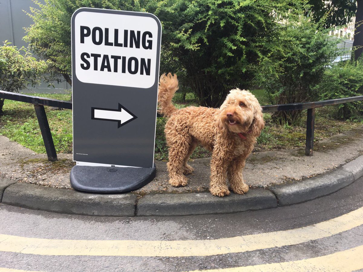 Alfie getting his vote on this morning and looking pretty stoked about it #dogsatpollingstations #Vote2017
