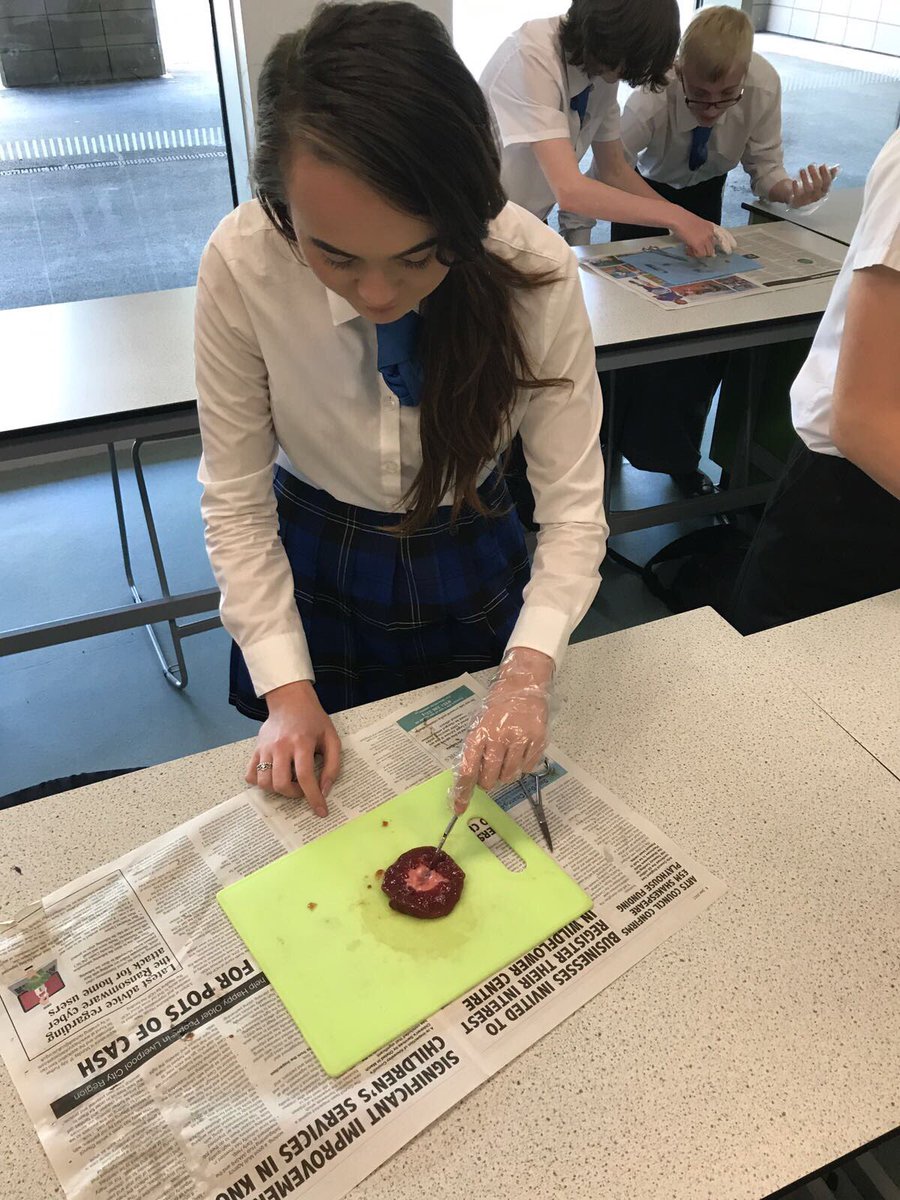 HalewoodScience's tweet photo. 10w1 dissecting a kidney yesterday #renal #loopofhenle #biologygcse https://t.co/qejwZ2G2s2