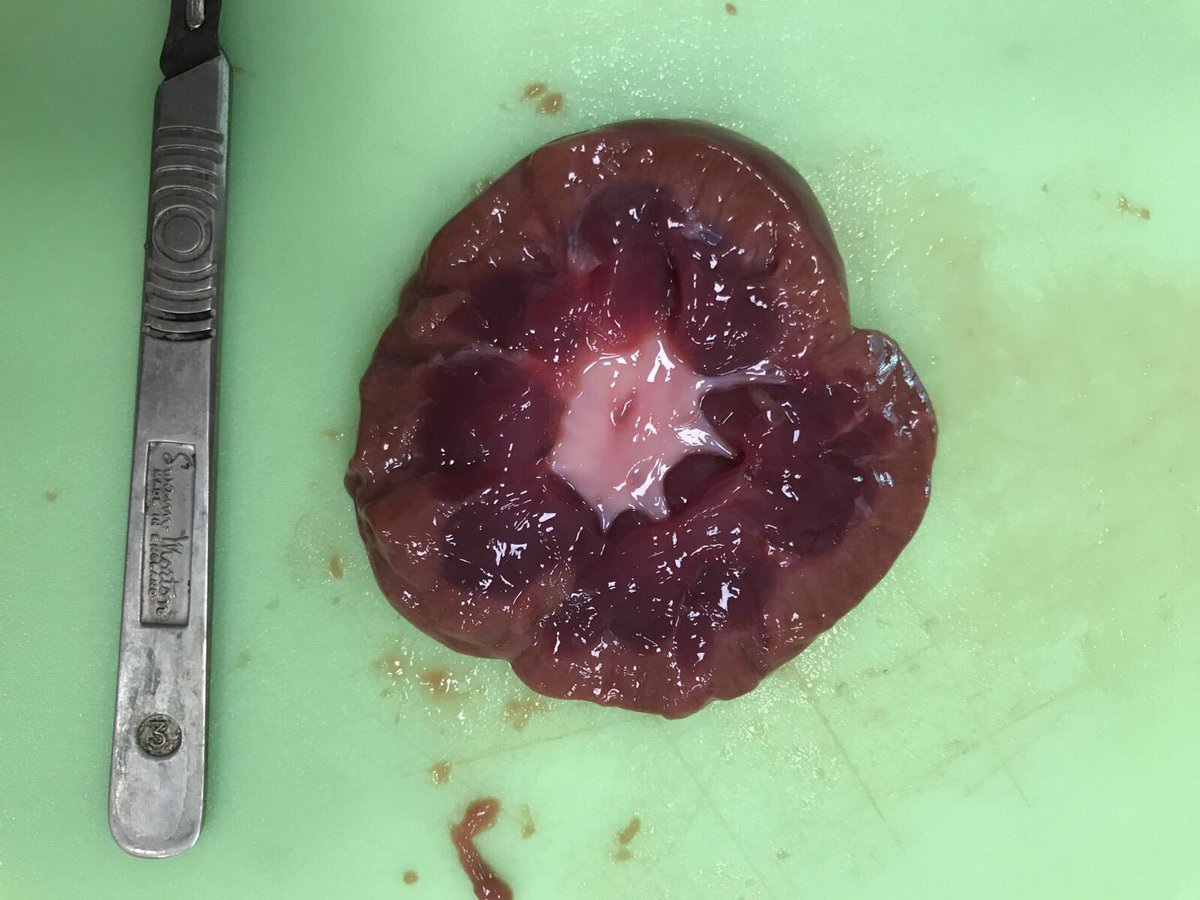 HalewoodScience's tweet photo. 10w1 dissecting a kidney yesterday #renal #loopofhenle #biologygcse https://t.co/qejwZ2G2s2