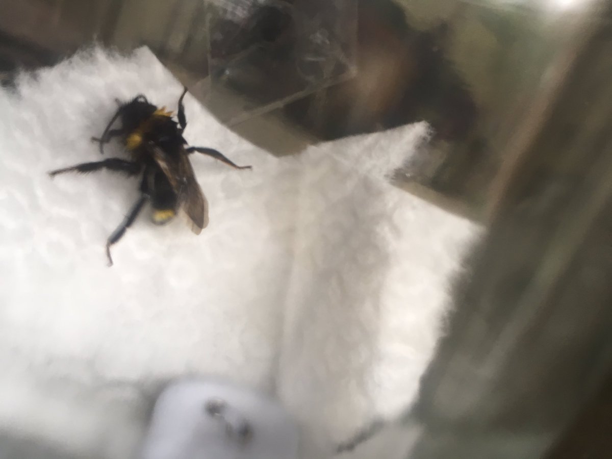 scicommhannah's tweet photo. mum text me asking to identify this found in the washing .... if only I worked with people with the right knowledge 🤔😂#beeornottobee https://t.co/5i2S5msmqy