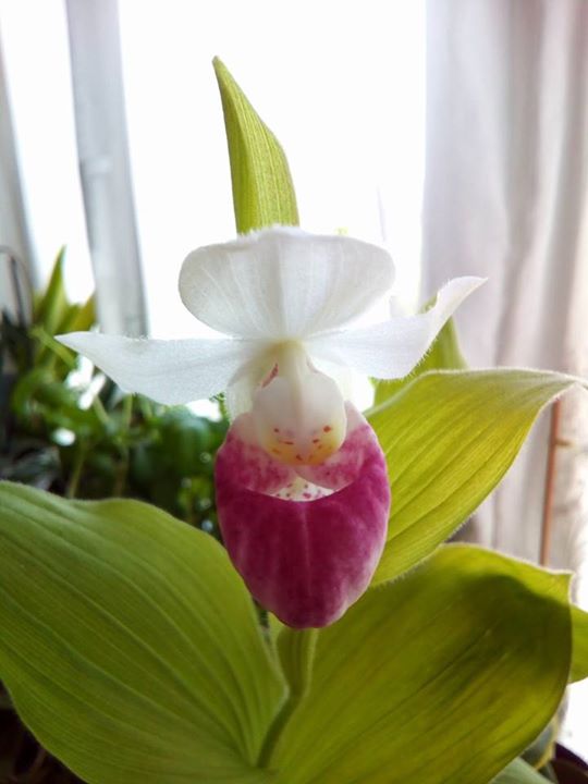 HardyOrchid's tweet photo. Check out Monique's Lady Slipper - Cypripedium Reginae - she ordered last year from our lab https://t.co/Df4yz0SI7a https://t.co/wF4stWB9xL