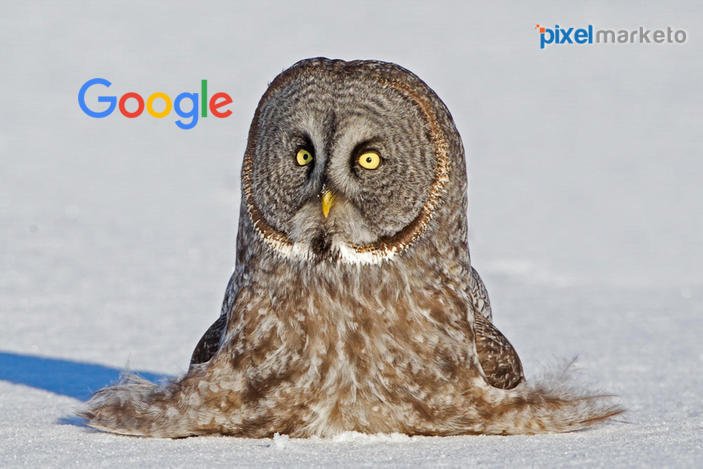 PixelMarketo's tweet photo. Say NO to fake news or content >> OWL IS WATCHING YOU
#pixelmarketo #GoogleOwl #SEO #GrowthHacking
https://t.co/hnmTGrDJyl https://t.co/xLRxx61kwZ