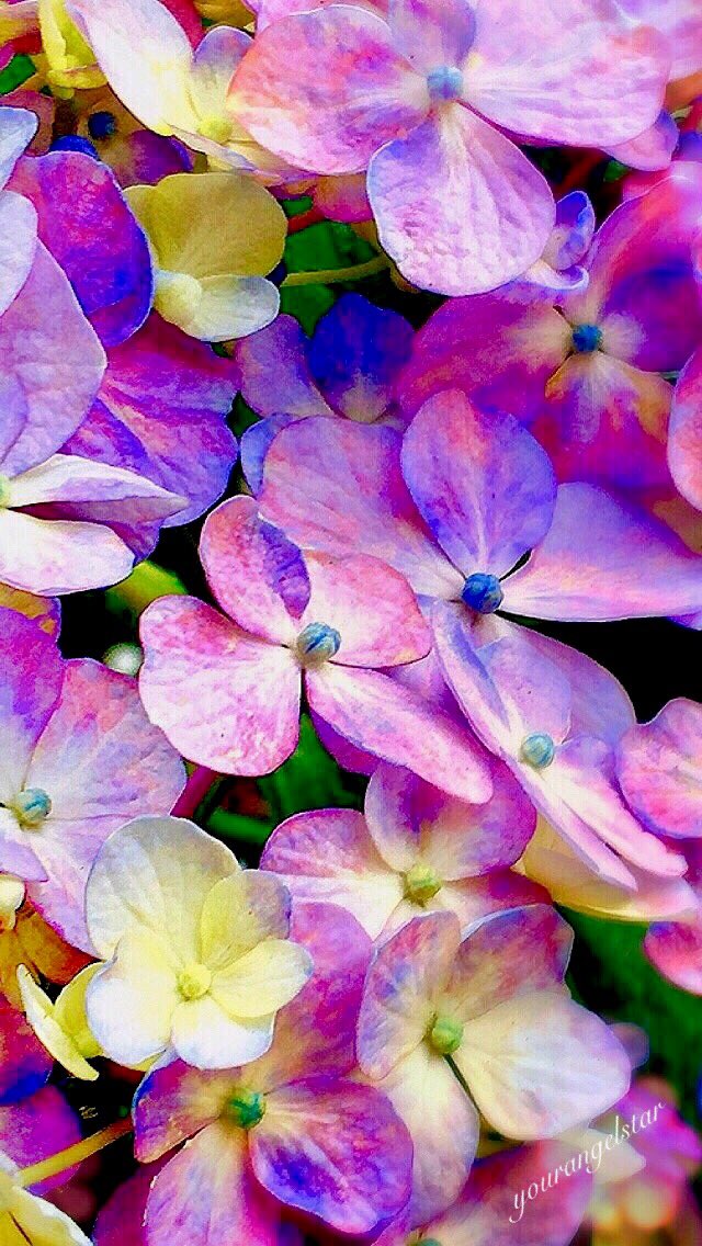 M O M O L I 女神の宇宙エネルギー をフィルインした待受画像を作成してみました よろしければ保存してお試しください T Co Unclqrp5qz 待受 花 紫陽花 出会い 恋愛 結婚 ラブ運 運気アップ T Co R23k0qnpbb Twitter