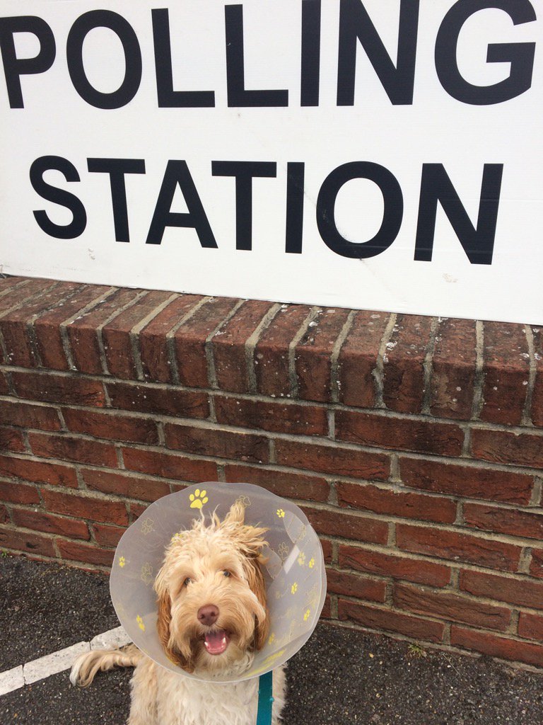 He may be newly castrated but nothing will stop Lenny from voting. #dogsatpollingstations