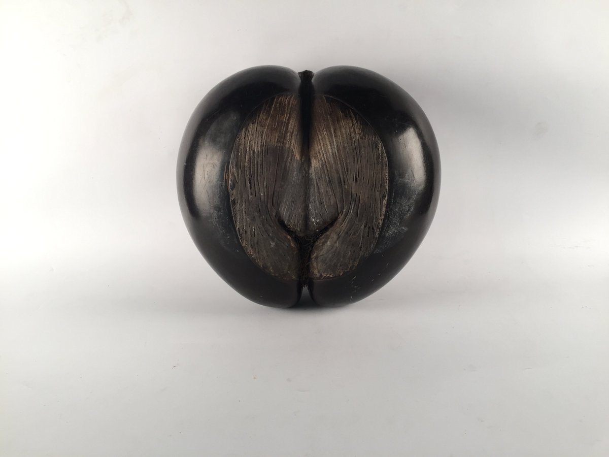 artcurial_lyon's tweet photo. Coco-fesse en vente ce lundi 12 juin à 14h, à Lyon. Estimation 80 / 120 euros. #Seychelles #exotisme #cocofesse #ventesauxenchères https://t.co/49dy6l6Gzg