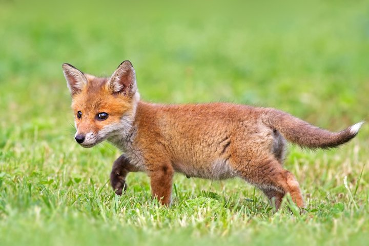 Vote. Or the fox gets it. #VoteLabour2017