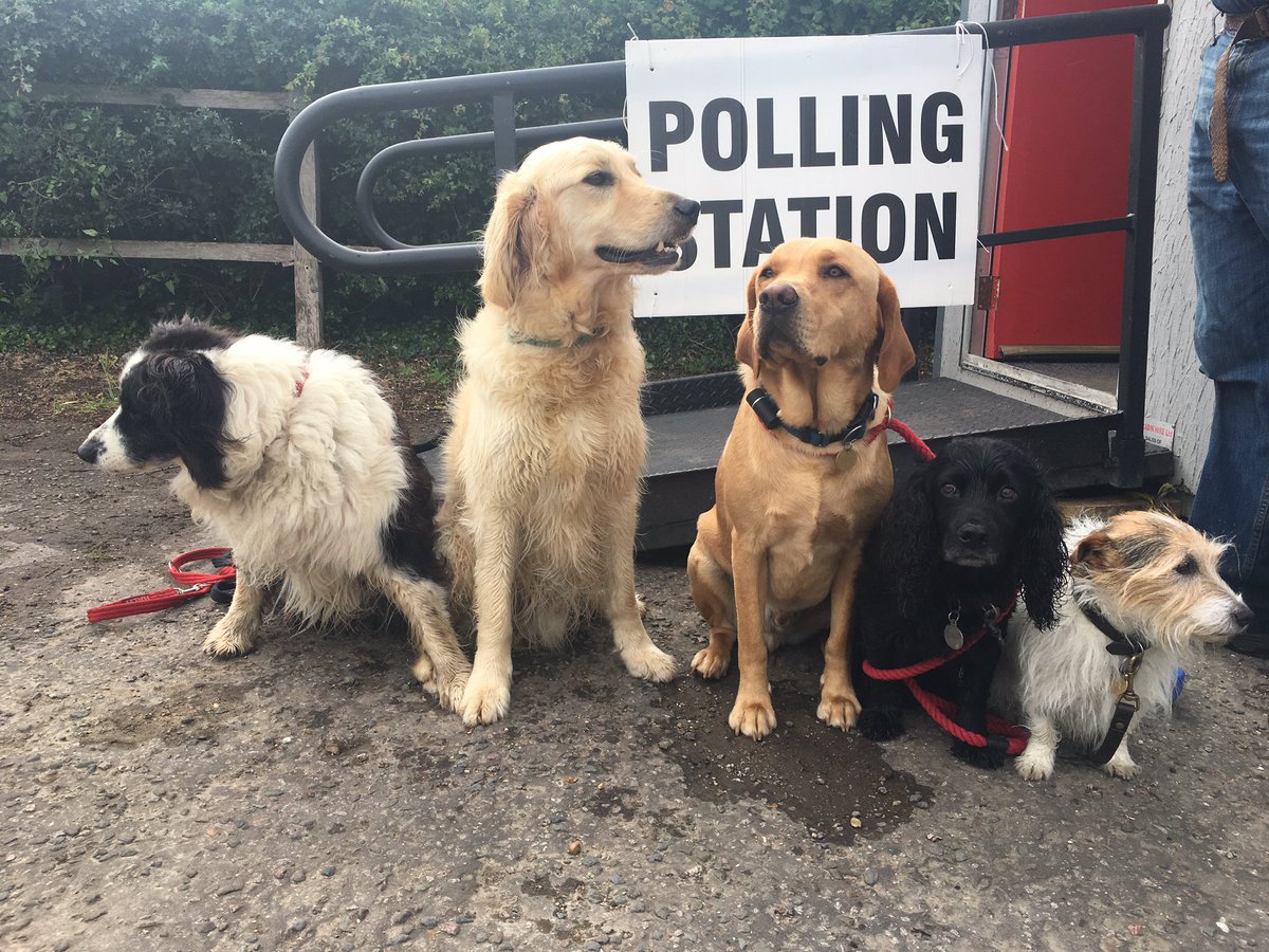 West_Suffolk's tweet photo. Our Polling Stations are open until 10pm tonight #Vote #GE2017 Polling cards and dogs optional #dogsatpollingstations https://t.co/Zyt07xqF53