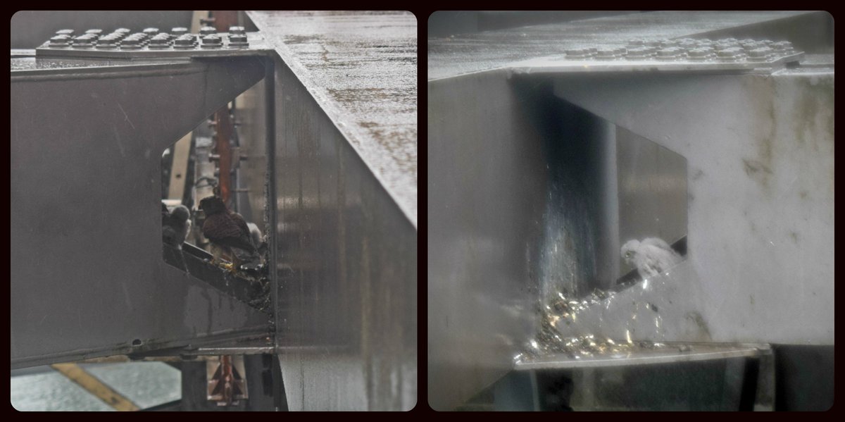 First sightings of our new kestrel chicks, born on the Forth Road Bridge! ❤️
