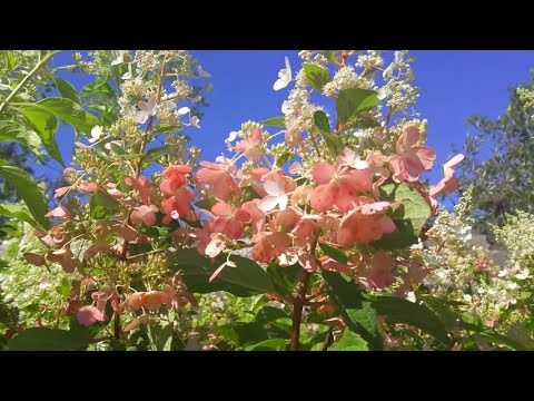 EmpireOfRelax's tweet photo. https://t.co/Nrn5ylOzC6 --> [HD] #Asmr OUTDOORS PLANT NURSERY#...Relaxing ... #... #AntiAnxiety #AsmrNature #CalmAsmr #Flowers #Hiking https://t.co/y5zVl9TwNe