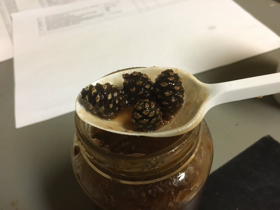 松ぼっくりが食用になる 日本では珍しい食べ方について調べてみた