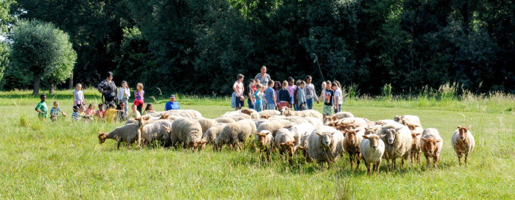 Bloggerblad's tweet image. #Denderleeuw 80- tal schapen grazen in het Broekpark bloggerblad.wordpress.com/2017/06/08/den…