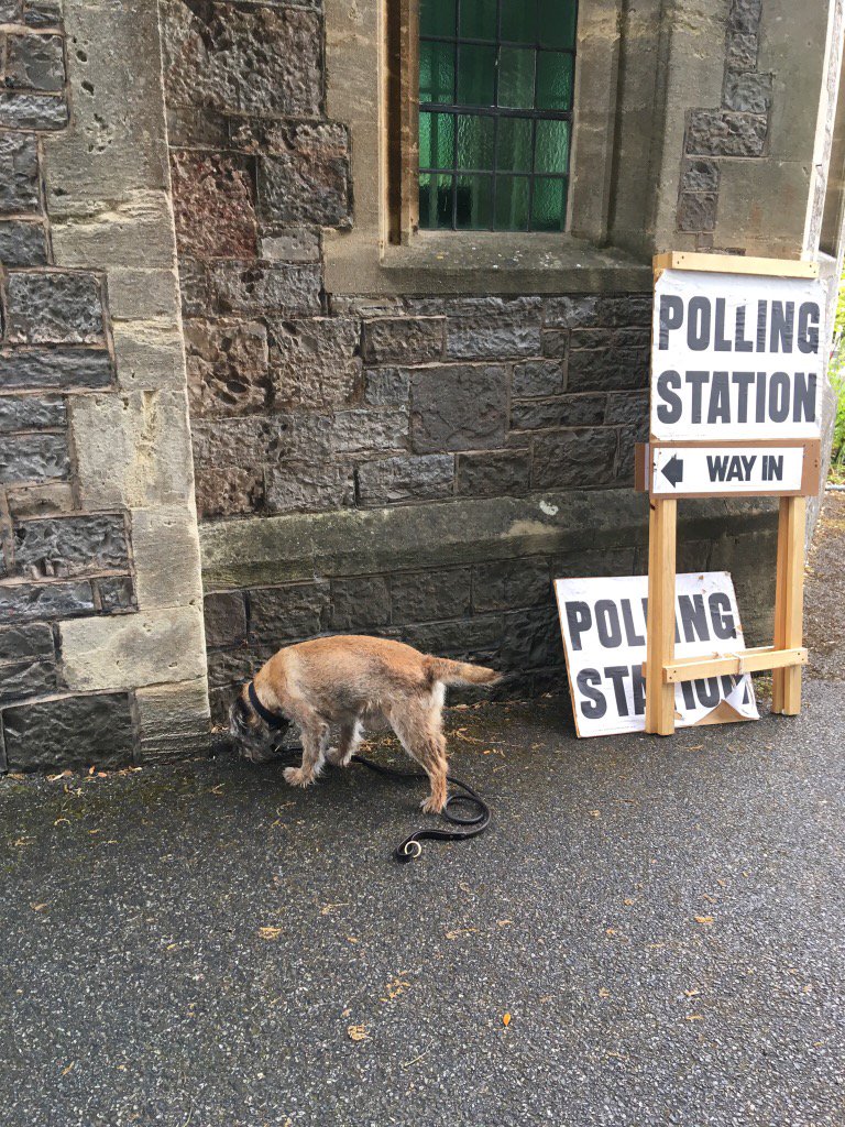 diamondbertie's tweet photo. We've voted
#dogsatpollingstations https://t.co/yWFrzoRBMx