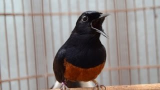 Vian bird farm tweet media