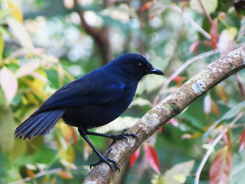 Vian bird farm tweet media