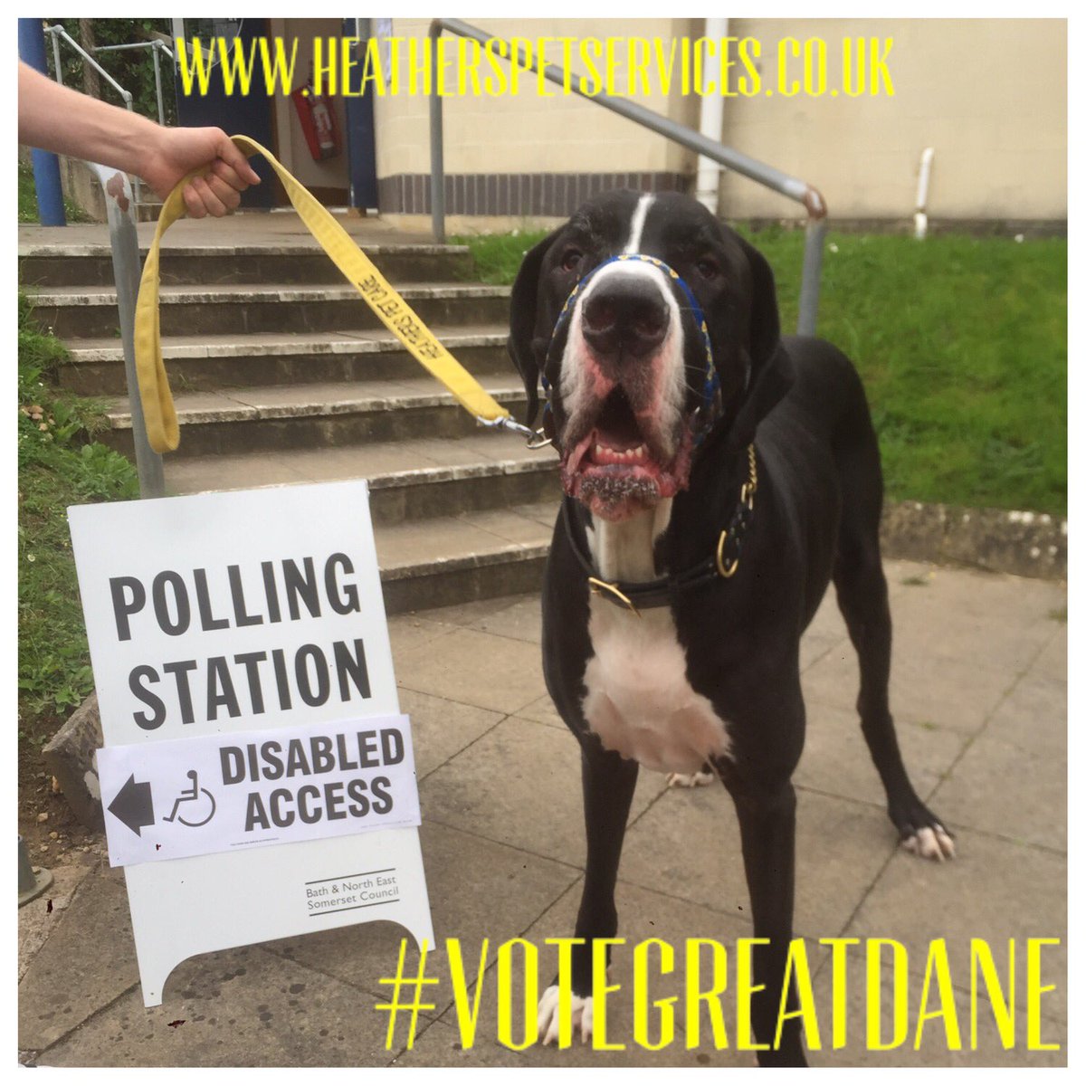 HeathersPetcare's tweet photo. #vote #votemoses #dogsatpollingstations #votegreatdane #DogsAtPollingStations https://t.co/5rYqIsVfON