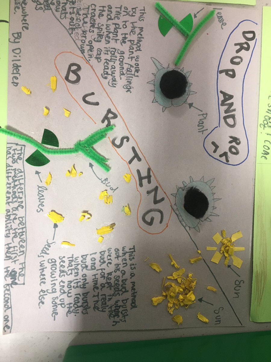 MrsHowardsStars's tweet photo. #Y3Bulbuls have been learning about seed dispersal in #Science! Do you like our posters? https://t.co/3vq52Z20BO