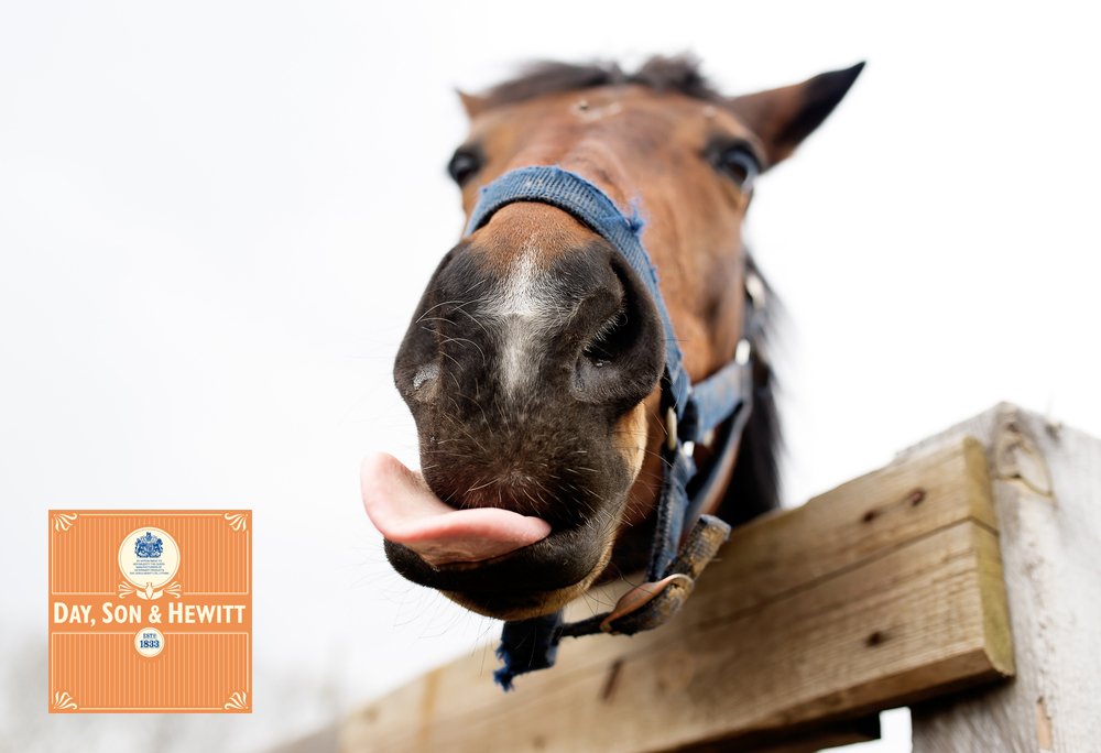 DaySonHewitt's tweet photo. Did you know horses use their ears, eyes and nostrils to express their mood. They also communicate their feelings through facial expressions https://t.co/6pb8OlFcJI