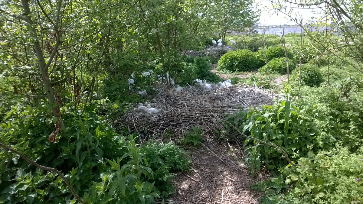 Oproep <a href="/_OFGV/">OFGV</a> om niet aan te meren in Natura 2000 gebieden ofgv.nl/nieuws/verbode… #Randmeren