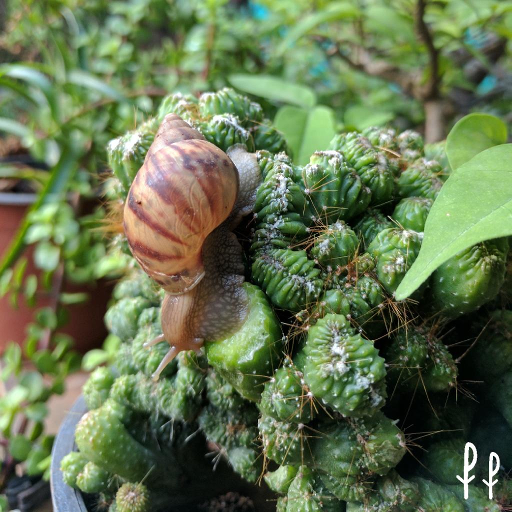 I hope dis #snail got sm brain nibbling on our #braincactus! Dont know whether to b angry or b worried abt it. #cactus #monsoon #rain #rains