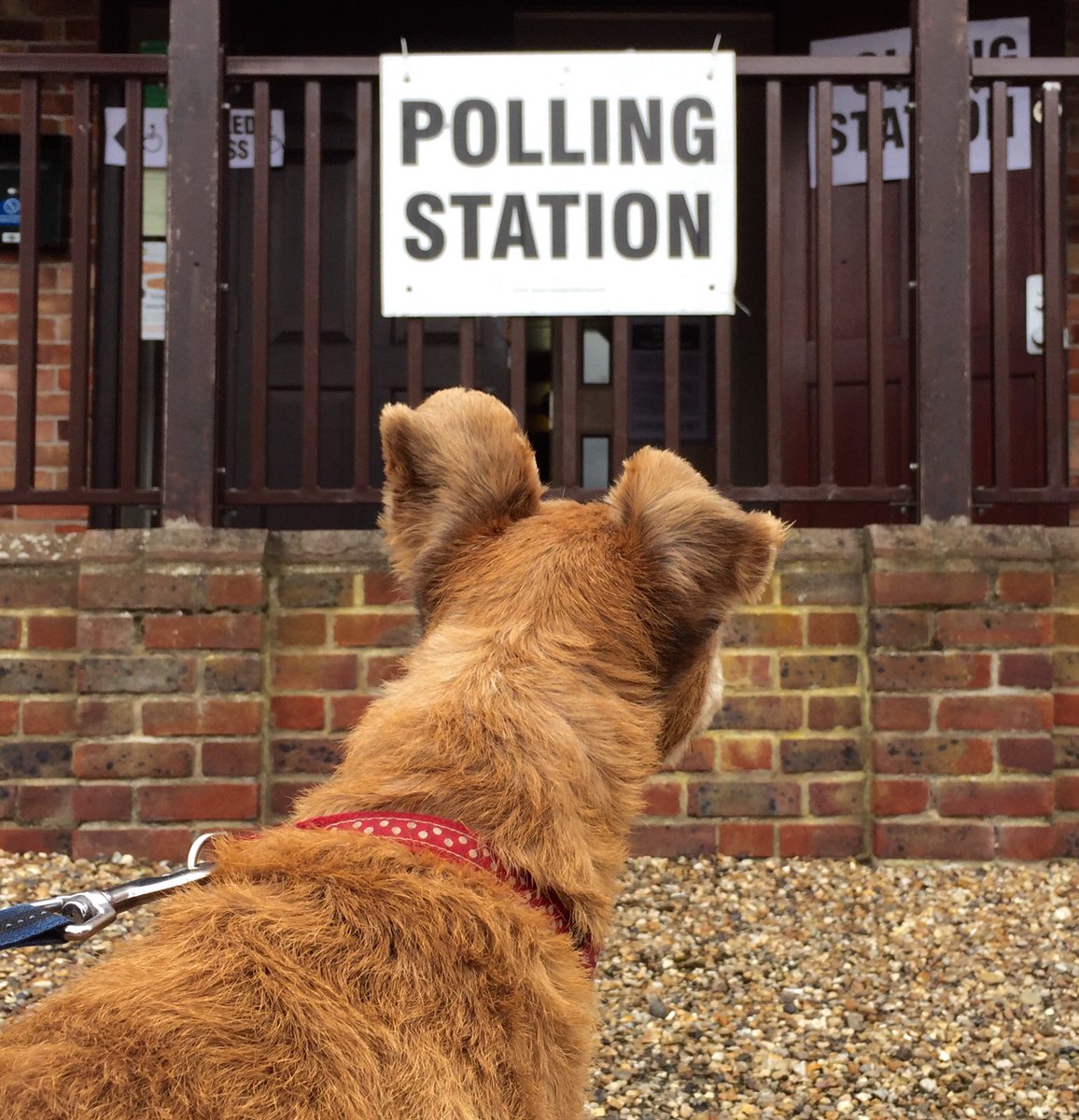 DogsTrust's tweet photo. There's going to be a serious lack of work going on in most work places today... #soznotsoz #dogsatpollingstations @TwitterUK π https://t.co/13hOMrjEUo