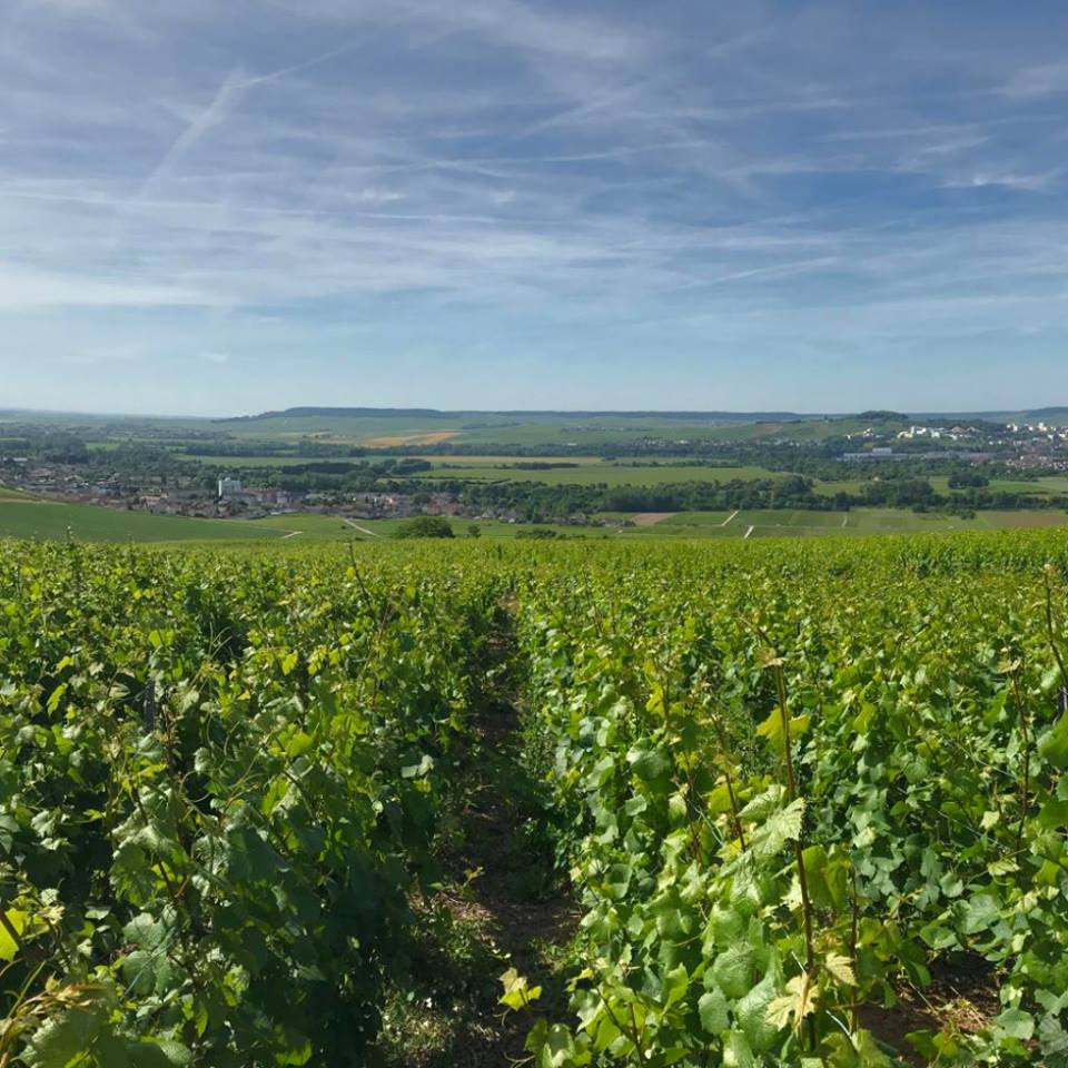 What a beautiful day in Aÿ ! From our Loridon parcel #champagne #sun #vines