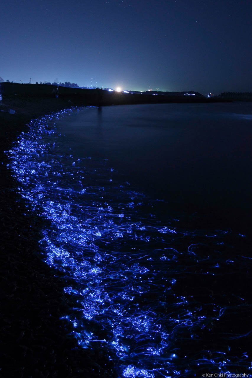 大木賢 夜に光る生きものたち ホタルイカ ウミホタル 夜光虫 ゲンジボタル 富山 能登の夜はこんなにも綺麗です T Co Qiaqd33vi6 Twitter