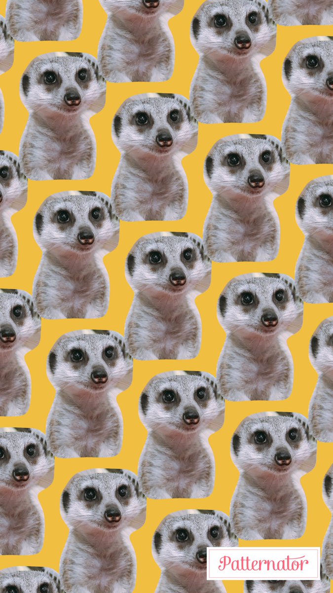 Emma 本日の凛 最近流行ってるらしいアプリでのすけの画像作ってみた 気持ち悪いなんか ミーアキャット チワックス のすけと凛 ミーアキャット飼ってる人と繋がりたい