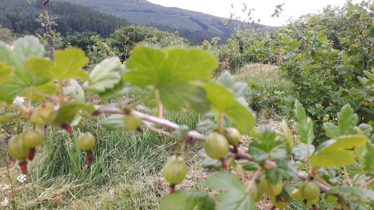 Coleridge2016's tweet image. The @edencommunities team explore  Blaeneinion's forest gardens with Sharon Girardi @EdibleMach #GreatBigWalk @EdenCommWales #diolch